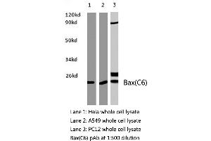 Western blot (WB) analysis of Bax antibody in extracts from Hela, A549 and PC12 cells. (LGALS7 anticorps)