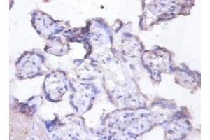 Immunohistochemistry of paraffin-embedded human placenta tissue using ABIN7157820 at dilution of 1:100 (MFGE8 anticorps  (AA 25-334))