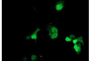 Anti-LSM1 mouse monoclonal antibody (ABIN2454726) immunofluorescent staining of COS7 cells transiently transfected by pCMV6-ENTRY LSM1 (RC200288). (LSM1 anticorps  (AA 1-133))