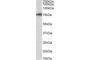 ABIN1590040 (0. (CSTF3 anticorps  (Internal Region))
