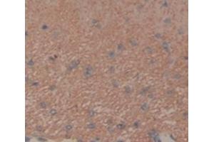 IHC-P analysis of Rat Tissue, with DAB staining. (FGF10 anticorps  (AA 37-215))