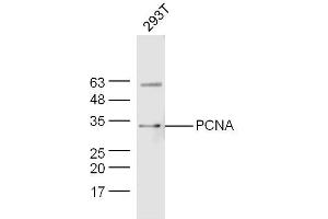 293T lysates probed with PCNA Polyclonal Antibody, Unconjugated  at 1:300 dilution and 4˚C overnight incubation. (PCNA anticorps  (AA 185-261))