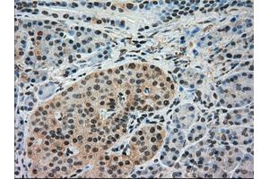 Immunohistochemical staining of paraffin-embedded pancreas tissue using anti-IRF3mouse monoclonal antibody.