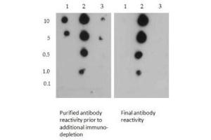 Dot Blot of Rabbit Histone H3 [Sym-dimethyl Arg2, Dimethyl Lys4] Antibody.