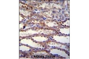 SHISA3 Antibody (C-term) (ABIN655742 and ABIN2845188) immunohistochemistry analysis in formalin fixed and paraffin embedded human kidney tissue followed by peroxidase conjugation of the secondary antibody and DAB staining. (SHISA3 anticorps  (C-Term))