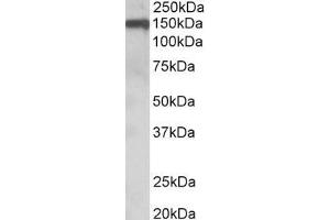 ABIN185565 (0. (OMG anticorps  (Internal Region))