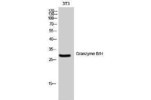 Western Blotting (WB) image for anti-Granzyme B/H (N-Term) antibody (ABIN3175409) (Granzyme B/H (N-Term) anticorps)