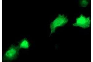 Anti-RBP1 mouse monoclonal antibody (ABIN2454526) immunofluorescent staining of COS7 cells transiently transfected by pCMV6-ENTRY RBP1 (RC214515). (RBP1 anticorps)