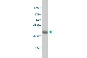 Western Blot detection against Immunogen (35.