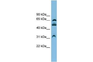 WB Suggested Anti-WDR1 Antibody Titration:  0.