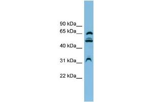 WB Suggested Anti-WDR1 Antibody Titration:  0. (WDR1 anticorps  (N-Term))