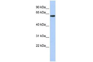 WB Suggested Anti-TBX18 Antibody Titration:  0. (T-Box 18 anticorps  (C-Term))