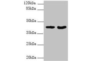 Western blot All lanes: DMKN antibody at 6 μg/mL Lane 1: Mouse kidney tissue Lane 2: Mouse liver tissue Secondary Goat polyclonal to rabbit IgG at 1/10000 dilution Predicted band size: 48, 16, 37, 46, 39, 42, 36, 21, 19, 17, 15, 10, 47 kDa Observed band size: 42 kDa (Dermokine anticorps  (AA 1-137))