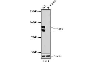 Western blot analysis of extracts from wild type (WT) and ST knockout (KO) HeLa cells, using ST antibody (ABIN7270305) at 1:1000 dilution. (STAT3 anticorps)