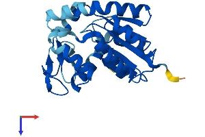 AlphaFold protein structure predicition of Mouse Recombinant Ak4 Protein, UniprotID Q9WUR9