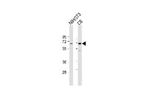 All lanes : Anti-SHP2 Antibody at 1:1000-2000 dilution Lane 1: NIH/3T3 whole cell lysate Lane 2: C6 whole cell lysate Lysates/proteins at 20 μg per lane.