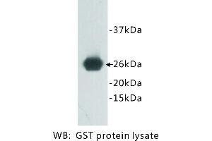 Image no. 1 for anti-Glutathione S Transferase (GST) antibody (ABIN1112895)