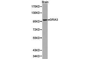 Western blot analysis of brian cell lysate using GRIA3 antibody. (Glutamate Receptor 3 anticorps)
