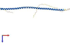 AlphaFold protein structure predicition of Mouse Recombinant Ccdc85b Protein, UniprotID Q6PDY0