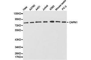 Western Blotting (WB) image for anti-Calpain 1, Large Subunit (CAPNL1) antibody (ABIN1871429) (CAPNL1 anticorps)