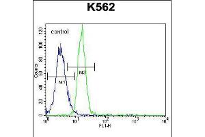 Flow cytometric analysis of K562 cells (right histogram) compared to a negative control cell (left histogram). (PTPN20A anticorps  (AA 178-207))