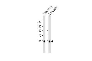 Western blot analysis of lysates from Zebrafish and zebra fish muscle tissue lysate (from left to right), using (DANRE) srebf2 Antibody (Center) Azb18706a. (SREBF2 anticorps  (AA 441-473))