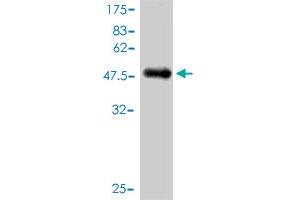 Western Blot detection against Immunogen (44.