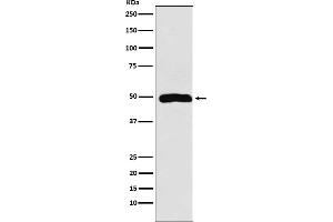 Western blot analysis of Arp3 expression in Jurkat cell lysate.