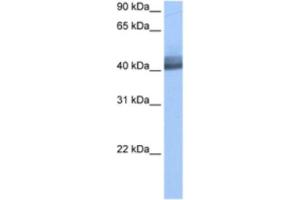 Western Blotting (WB) image for anti-RNA Binding Motif Protein 4 (RBM4) antibody (ABIN2462133) (RBM4 anticorps)
