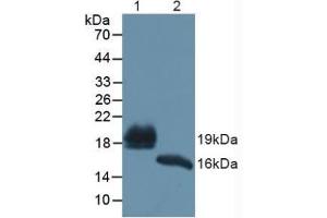 Figure. (REG1B anticorps  (AA 23-166))