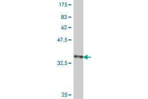 Western Blot detection against Immunogen (37.
