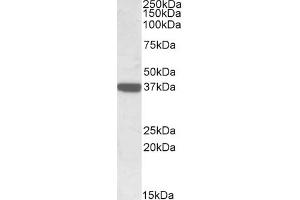 ABIN571026 (0. (CNN3 anticorps  (C-Term))