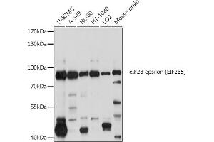 Western blot analysis of extracts of various cell lines, using eIF2B epsilon (eIF2B epsilon (EIF2B5)) antibody (ABIN6130359, ABIN6140041, ABIN6140042 and ABIN6214448) at 1:1000 dilution. (EIF2B5 anticorps  (AA 442-721))