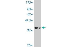 Western Blot detection against Immunogen (36.