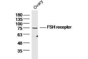 Mouse ovary lysates probed with FSH Receptor Polyclonal Antibody  at 1:300 overnight at 4°C followed by a conjugated secondary antibody for 60 minutes at 37°C. (FSHR anticorps  (AA 21-100))