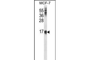 LY6E Antibody (Center) (ABIN657739 and ABIN2846723) western blot analysis in MCF-7 cell line lysates (35 μg/lane). (LY6E anticorps  (AA 41-70))