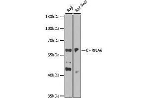 Western blot analysis of extracts of various cell lines, using CHRNA6 antibody (ABIN6293955) at 1:1000 dilution. (CHRNA6 anticorps)