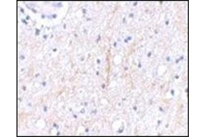 Immunohistochemical staining of human brain tissue using AP30681PU-N at 2. (PLXDC2 anticorps  (C-Term))
