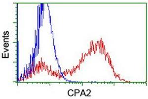 Image no. 3 for anti-Carboxypeptidase A2 (Pancreatic) (CPA2) antibody (ABIN1497595)