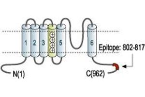 Representative domain view of the target of ABIN7885310.