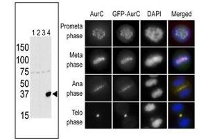 The anti-Aurora C Pab f is used in Western blot to detect Aurora C in lysates of 293 cells expressing Flag tag (lane 1), Flag-tagged Aurora A (lane 2), Flag-tagged Aurora B (lane 3) or Flag-tagged Aurora C (lane 4). (Aurora Kinase C anticorps  (N-Term))