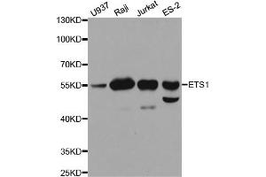 Western blot analysis of extracts of various cell lines, using ETS1 antibody. (ETS1 anticorps)