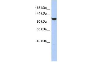 WB Suggested Anti-TMEM63C Antibody Titration:  0.