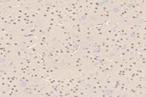 Immunohistochemistry analysis of paraffin-embedded mouse striatum using,RMND5A (ABIN7075401) at dilution of 1: 3000 (RMND5A anticorps)