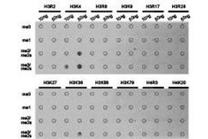Dot-blot analysis of all sorts of methylation peptides using H3K4me3 antibody. (Histone 3 anticorps  (H3K4me3))