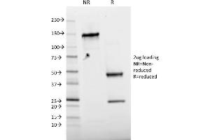 SDS-PAGE Analysis Purified Phospho c-Jun Mouse Monoclonal Antibody (C-J 4C4/1).