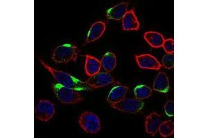 Immunofluorescence analysis of HepG2 cells using NRCAM mouse mAb (green). (NrCAM anticorps  (AA 1192-1255))
