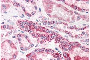 Human Kidney (formalin-fixed, paraffin-embedded) stained with GULP1 antibody ABIN337003 at 5 ug/ml followed by biotinylated anti-goat IgG secondary antibody ABIN481715, alkaline phosphatase-streptavidin and chromogen. (GULP1 anticorps  (AA 291-304))