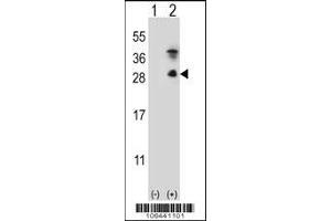 Western blot analysis of KLK7 using rabbit polyclonal KLK7 Antibody (S172) using 293 cell lysates (2 ug/lane) either nontransfected (Lane 1) or transiently transfected (Lane 2) with the KLK7 gene. (Kallikrein 7 anticorps  (C-Term))