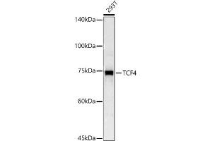 Western blot analysis of extracts of 293T cells, using TCF4 antibody (ABIN3021529, ABIN3021530, ABIN3021531, ABIN1513591 and ABIN6215200) at 1:1000 dilution.